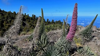 Echium wilpretii ssp. trichosiphon - La Palma La Palma 2024